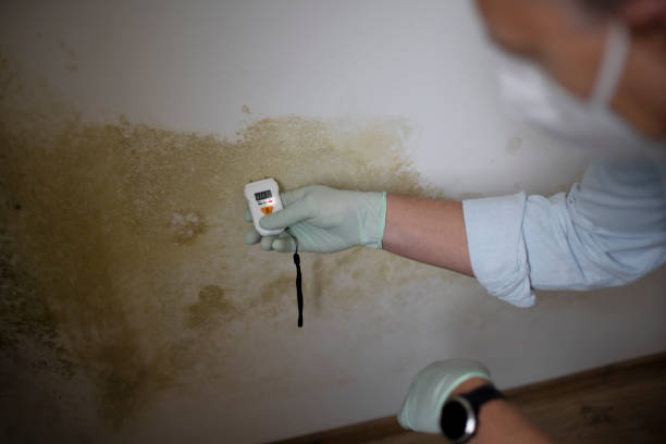 Home Mold Removal in Niles, IL