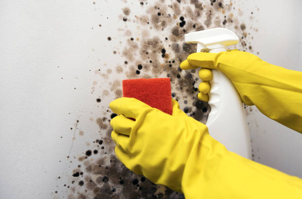 Best Professional Mold Removal  in Nes, IL