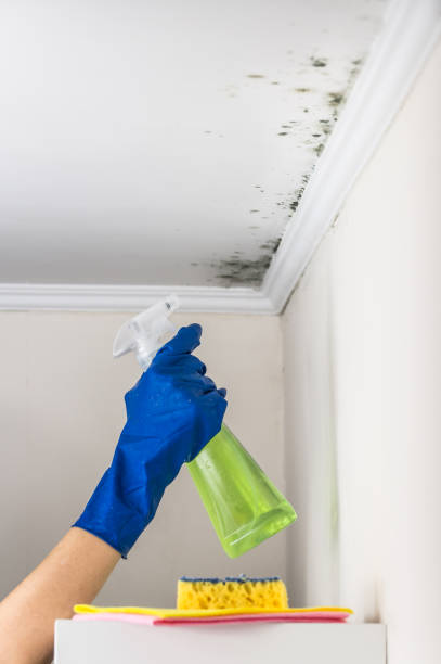 Best Mold Testing  in Nes, IL